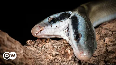Фотка самой большой змеи: уникальное фото