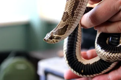 Невероятные размеры: фантастическое изображение змеи