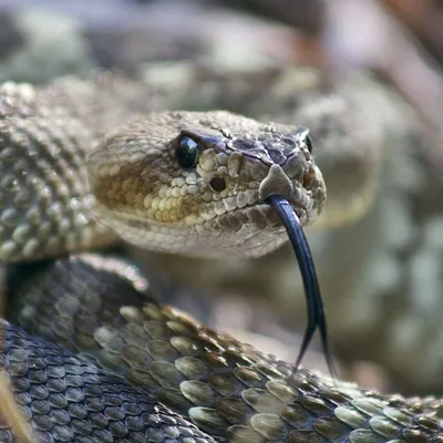 Фотография мощной змеи: величественная красота