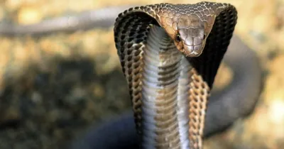 Размеры впечатляют: фото самой большой змеи