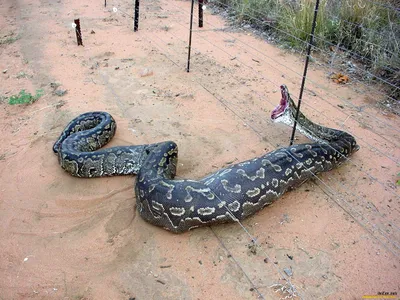 Величественная змея на фото: потрясающее изображение