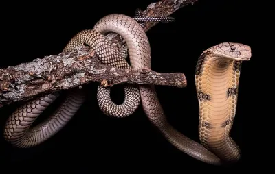 Фотография гигантской змеи: зрелищные размеры
