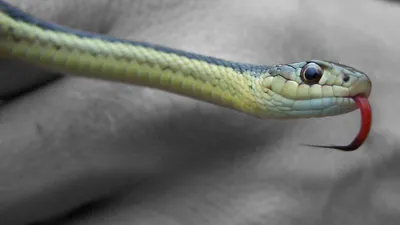 Величественная змея: красивая картинка