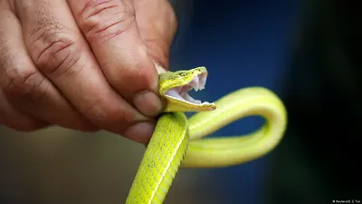 Большая змея на фото: фотография