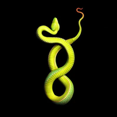 Удивительные размеры: впечатляющая фотография змеи