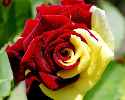 Крупное изображение красивой розы в формате jpg