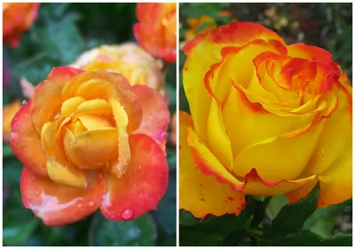 Роза в разных размерах и форматах: выбирайте свой
