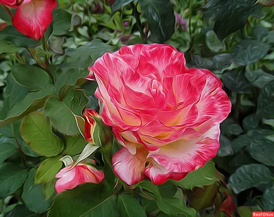 Фото самой красивой розы в большом разрешении