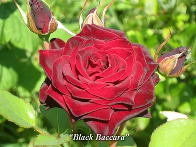 Фотография самой красивой розы для скачивания в высоком разрешении
