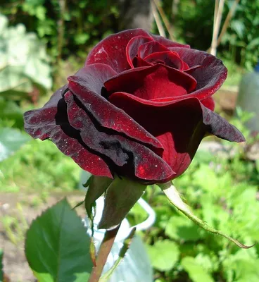 Webp изображение удивительной розы в высоком качестве