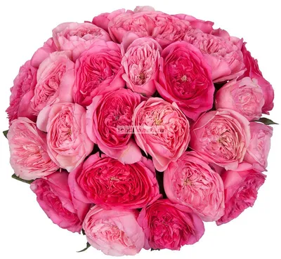 Крупное изображение красивой розы в формате jpg для детального рассмотрения