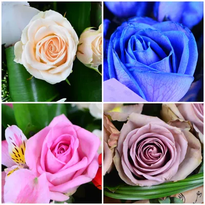 Роза в разных размерах: выбирайте свой