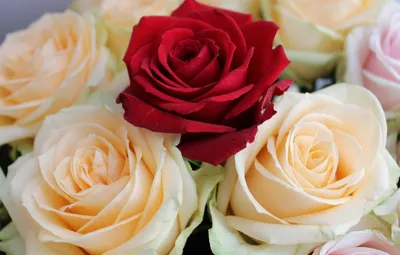 Webp изображение самой красивой розы