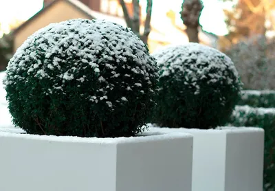Морозные краски: Изображения Самшита зимой в JPG