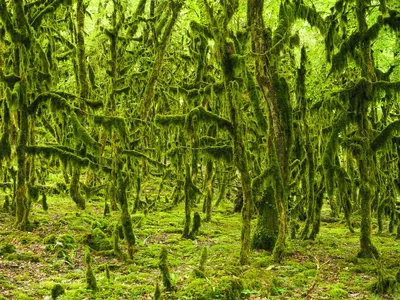 Фото Самшитового дерева: бесплатно скачать в формате PNG