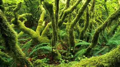 4K фотография самшитового дерева для любителей качества