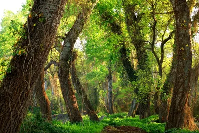 Фотогалерея Самурского леса: скачать лучшие фото бесплатно