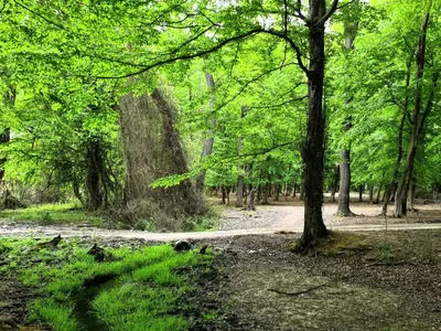 Фото: Зачарованный Самурский лес