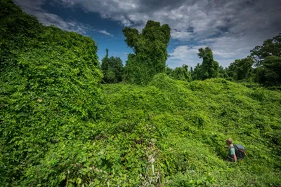 Фото: Редкие виды животных в Самурском лесу