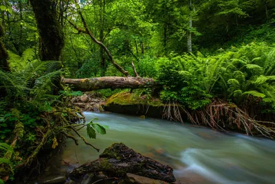 Фотографии самурского леса в 4K для настоящих ценителей красоты