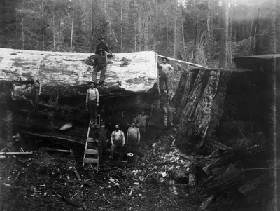 Удивительные фотографии гигантских деревьев