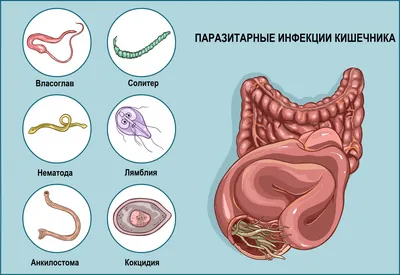 38. Изображения глистов человека: выбор формата и размера