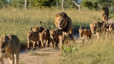 Самые потрясающие фото огромных львов