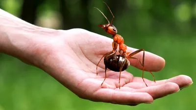 Фотографии самых больших жуков в мире, которые вам понравятся