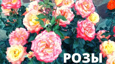 Фото роскошных роз в мире: доступно в webp формате