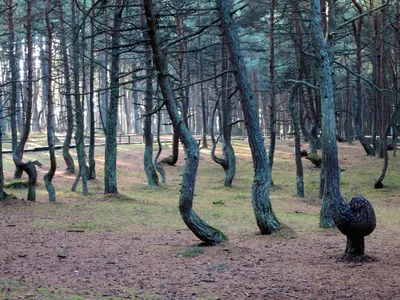 Фотка дерева в хорошем качестве для фона экрана