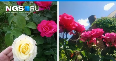 Фото с наиболее редкими розами в прекрасном качестве