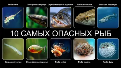 Фото опасных хищников в воде: самые страшные рыбы на изображениях