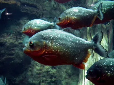 Фото опасных хищников подводного мира: форматы и размеры изображений