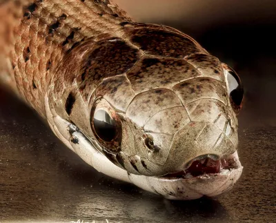Самые опасные змеи фотографии