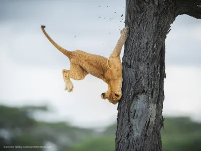 Фото смешных ситуаций в HD качестве