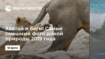 Фото, чтобы улыбнуться: самые смешные моменты природы