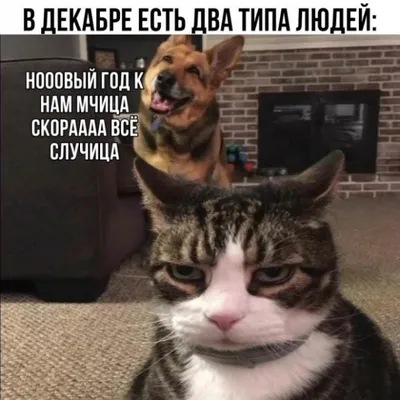 Самые смешные картинки года: формат JPG