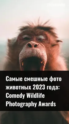 Смешные фотографии 2024 для веселья