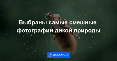 HD фото для смеха - высококачественные изображения для развлечения