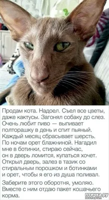 Лучшие картинки кошек с надписью - скачать в JPG формате