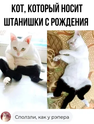 Самые смешные фотографии кошек с забавными надписями