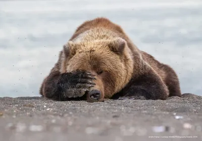 Арт-фото животных: смех и радость в каждом снимке