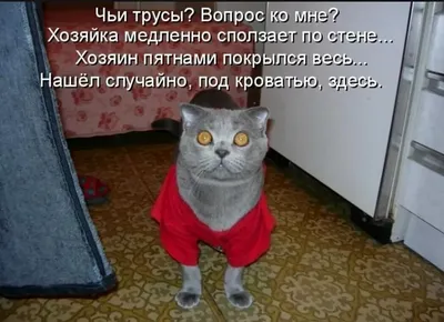 #### 1. Самые смешные котики с надписями: Мой хозяин - идиот