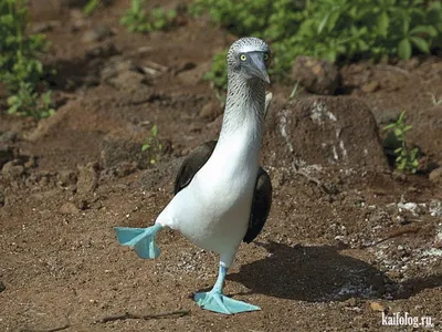 Новые смешные изображения птиц: выберите формат для скачивания