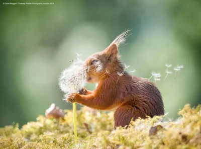 Улыбнитесь смешным птичьим фотографиям