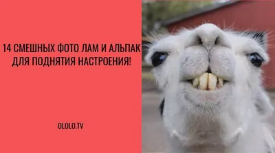 Фотографии, которые заставят вас улыбнуться и посмеяться