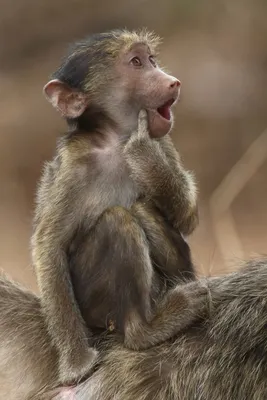Бесплатно скачивай смешные обезьяны в хорошем качестве