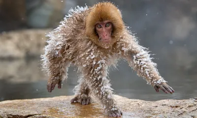 Новые обезьяньи приключения: Фотографии с радостью