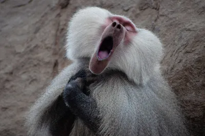 Самые забавные обезьяны: улетные моменты на фото!