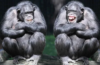 Хиханье и хвосты: фотоподборка самых веселых обезьян.